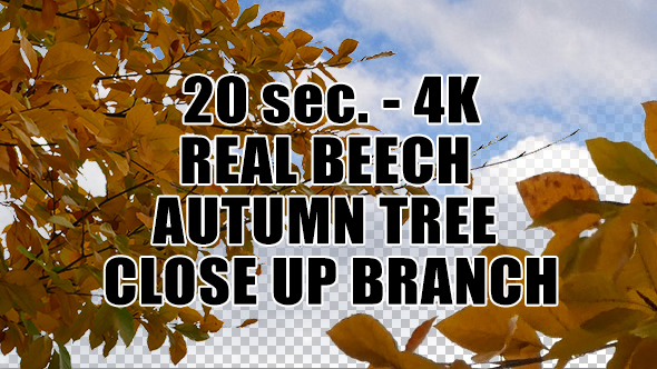 Real Beech Autumn Tree Close Up Branch with Alpha Channel