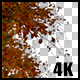 Real Beech Autumn Tree Branch with Alpha Channel - VideoHive Item for Sale
