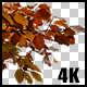 Real Beech Autumn Tree Extreme Close Up Branch with Alpha Channel - VideoHive Item for Sale