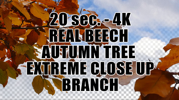 Real Beech Autumn Tree Extreme Close Up Branch with Alpha Channel