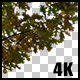 Real Oak Autumn Tree Close Up Branch with Alpha Channel - VideoHive Item for Sale