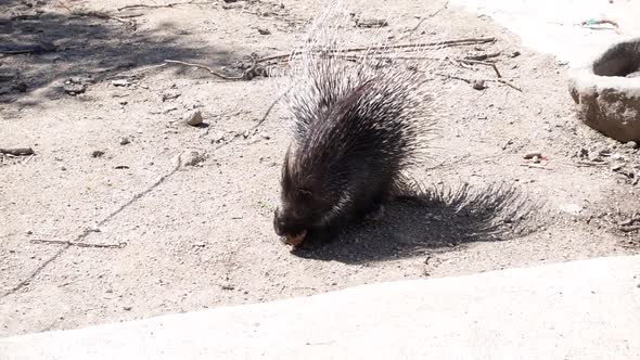 Porcupine eating bread in a pedagogical farm