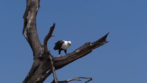 980315 African Fish-Eagle, haliaeetus vocifer, Adult eating fish, Fishing at Baringo Lake, Kenya , S