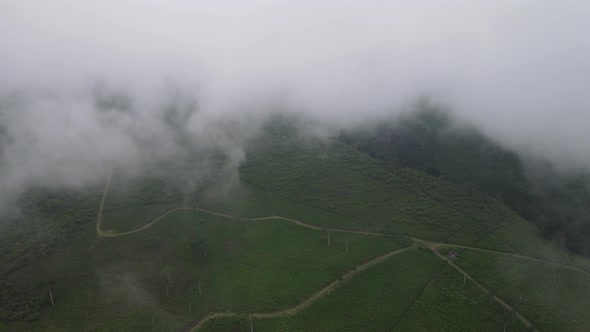 Aerial view of foggy mist tea plantation in Indonesia