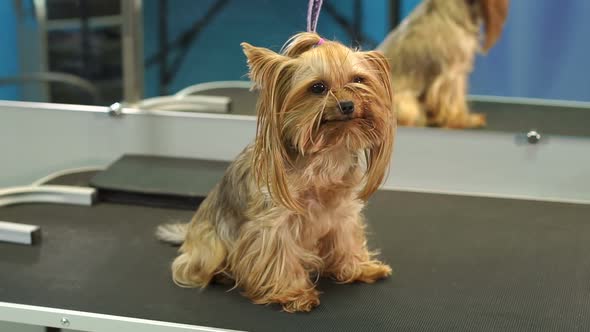 A Small Yorkshire Terrier Stands on a Table in a Veterinary Clinic