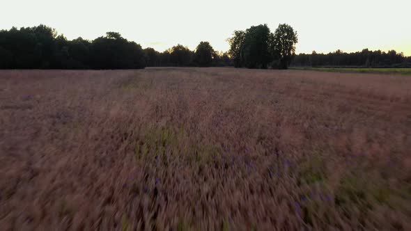 Flight Above Wheat Field