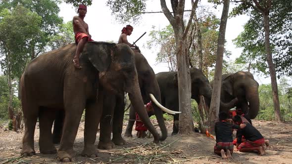 Mahout And Elephant In Forest