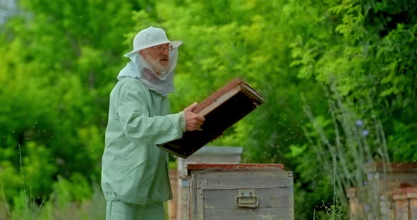 Beekeeper in Protective Overalls Opens a Honeycomb with Bees in an Apiary. Elderly Beekeeper in the