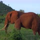 Big Elephant Before Sunset - VideoHive Item for Sale