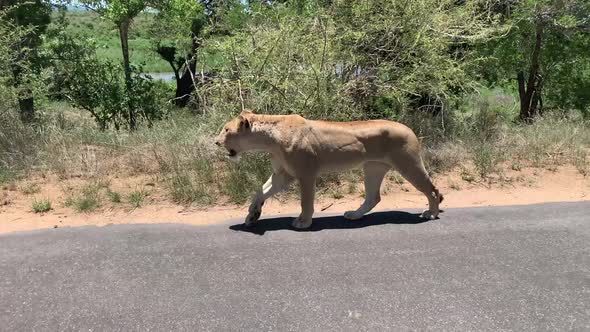 Lean healthy African Lioness covered in ticks walks along paved road