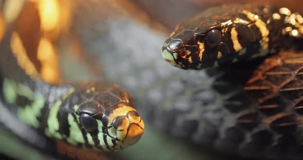 Spilotes Pullatus, Commonly Known As the Caninana,chicken Snake,yellow Rat Snake