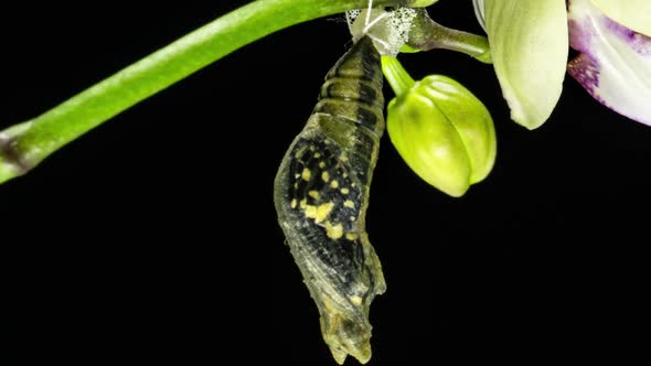 Development and Transformation Stages of Lime Butterfly -Papilio Demoleus - Malayanus Hatching Out