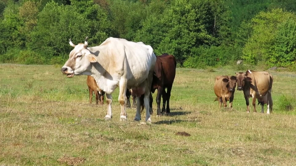 Cows On Pasture. Cows Grazing In A Meadow. Different Colored Cows. Herd Of Cows On Pasture.