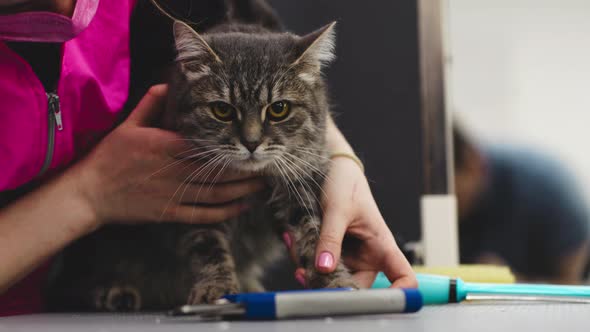 Combing a Cat in the Grooming Salon