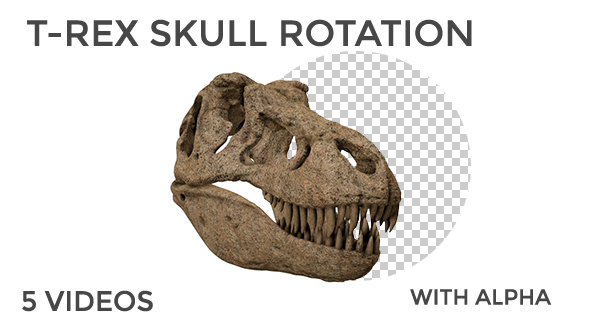 T-Rex Skull Rotation