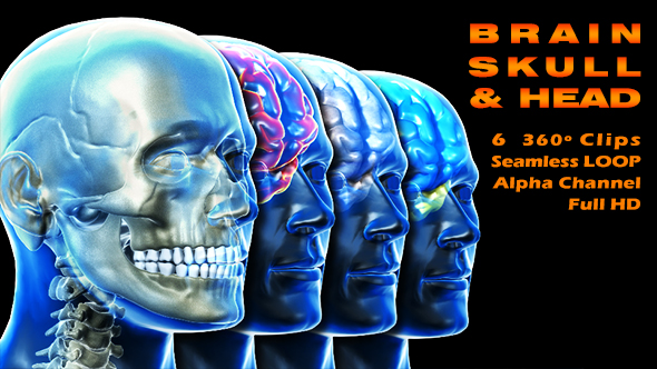 Brain Skull and Head