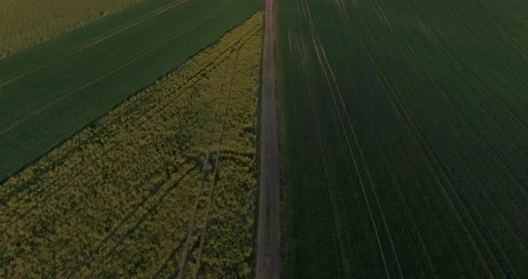 Drone flight top down above yellow and green fields.