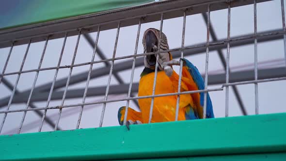 Macaw parrot sits in a cage