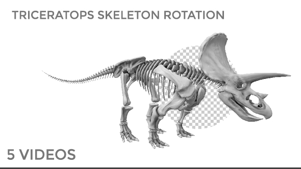 Triceratops Skeleton