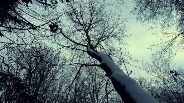 Dolly forward looking up shot of leafless treetops on cloudy day