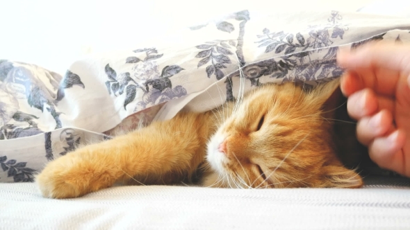 Cute Ginger Cat Lying in Bed Under a Blanket