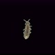 Collembola insect under the microscope, Order Poduromorpha - VideoHive Item for Sale