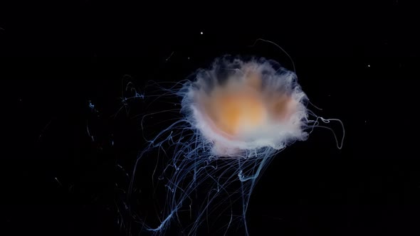 Slow Motion Footage of a Jellyfish Jellyfish Move in the Water on a Black Background