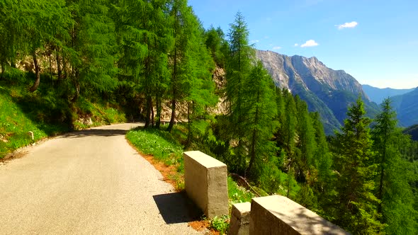 Green Spruce Forest and Valley Under Mountains