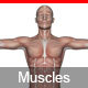 Interactive Human Muscles Illustration - CodeCanyon Item for Sale