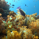 Fly Over Healthy Soft Coral Reef - VideoHive Item for Sale
