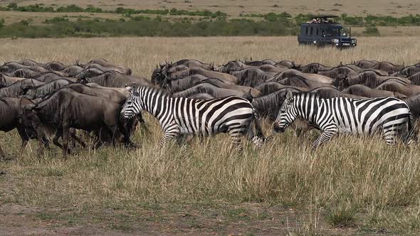 980425 Grant’s Zebra, equus burchelli boehmi, Blue wildebeest, connochaetes taurinus, , group walkin