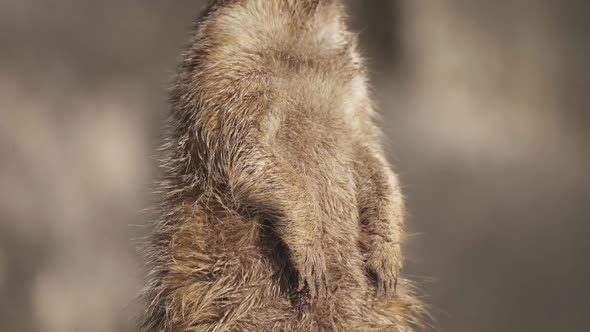 Close up rising on a meerkat standing upright in its rear legs looking around in alert. Slow motion.