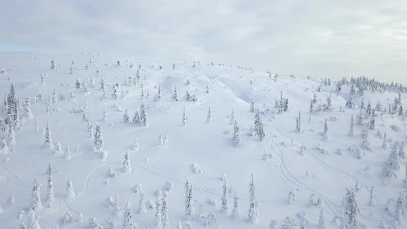 Flying drone over snow covered trees higher up the fjell mountain at Pallas-Yllästunturi National Pa