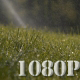 Green Grass Sprinkler Dew - VideoHive Item for Sale