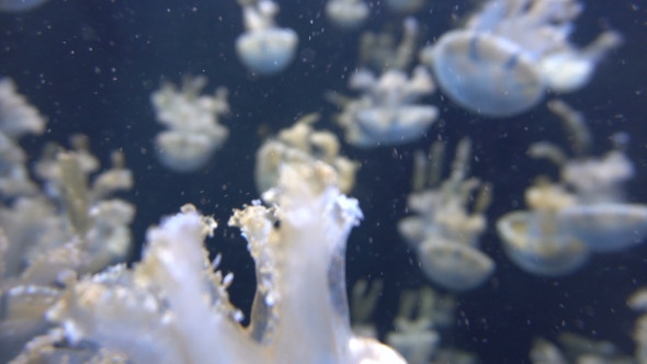 White Jellyfish Floating In Aquarium