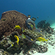 Reef Fish Feeding Around a Big Barrel Sponge Beautiful Reef Scenery - VideoHive Item for Sale