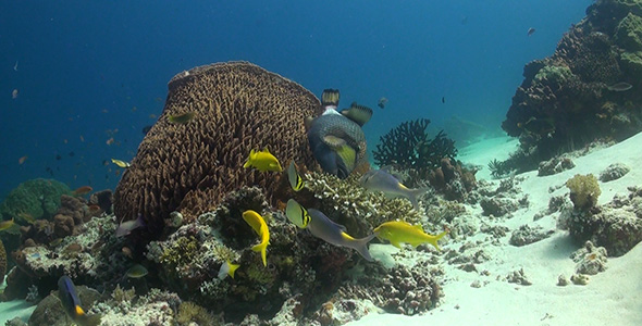 Reef Fish Feeding Around a Big Barrel Sponge Beautiful Reef Scenery