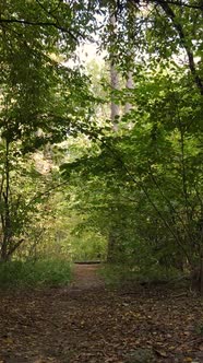 Vertical Video of Trees in the Forest in Autumn