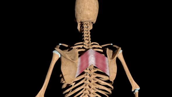 Rhomboid Major Muscles On Skeleton