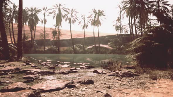 Desert Oasis Pond with Palm Trees and Plants