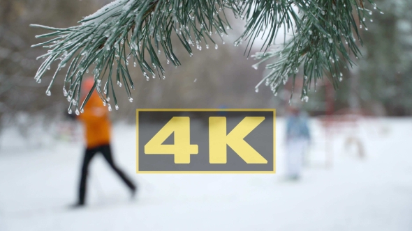 Group Skiers Against Background Natural Snow Falling with Light Wind