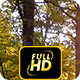 Forrest With Sun Beams - VideoHive Item for Sale
