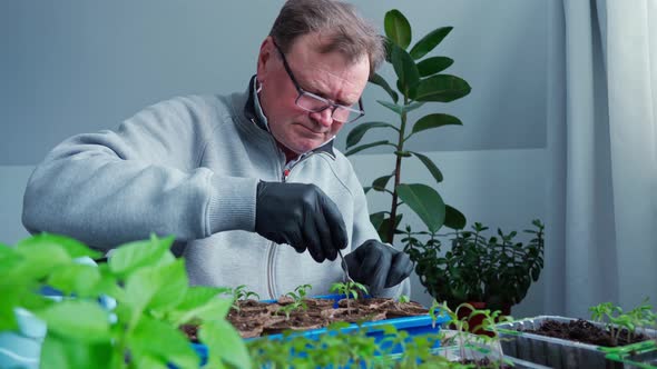 a Senior Man in Glasses and Gloves is Planting Young Seedlings in Peat Pots