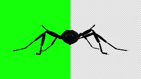 Black Ant - Crawling Loop - Front View - Transparent and Green Screen