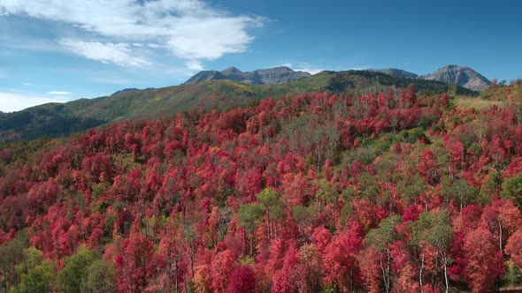 Aerial view of Fall color over forest