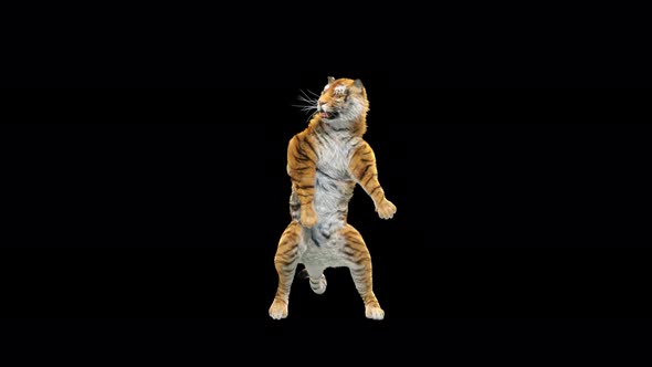 Tiger Dancing 4K