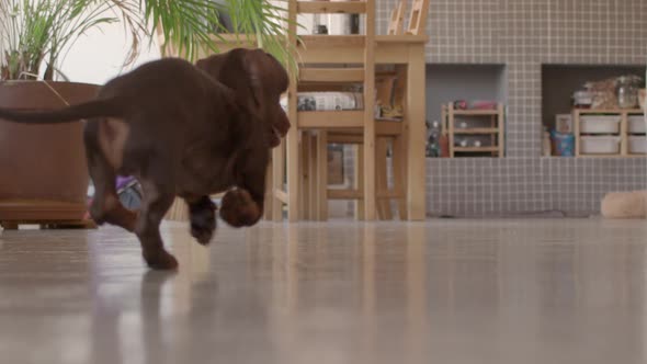 Dachshund Dogs Playing Run and Catch