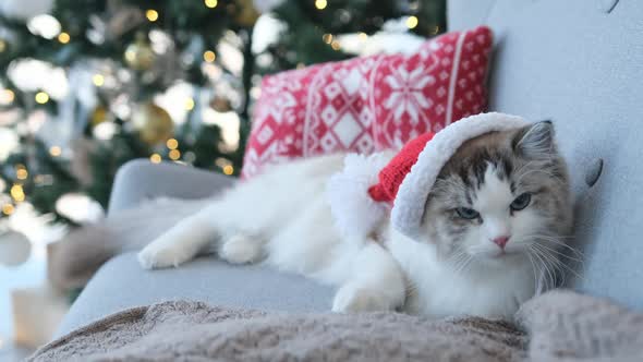 Cat in Christmas Time