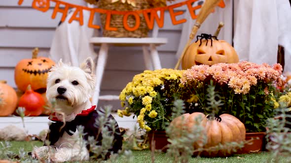 Funny Dog Outdoor. Halloween And Autumn Concept.