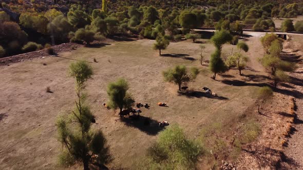 Brown Cows are Graze in a Sandy Meadow Next to High Mountain in Turkey Filmed By a Drone